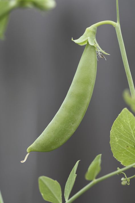 Sugar Ann Pea Facts: Learn About Growing Sugar Ann Peas At Home Pea Plants, Vegetables Growing, Growing Peas, Companion Gardening, Snap Pea, Seed Starter Kit, Veggie Gardens, Pea Plant, Garden Tattoos