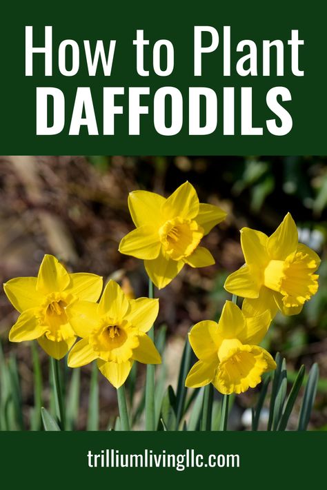 Plant Daffodils Bulbs, How To Plant Daffodils, How To Plant Daffodil Bulbs, When To Plant Daffodil Bulbs, Daffodil Planting, Planting Daffodils, Planting Daffodil Bulbs, Bulbs Garden Design, Frozen Smores