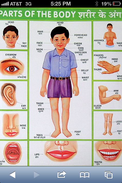 Finally found this for Finleys room! Body Parts Chart For Kids, Part Of Body For Kids, Human Body Vocabulary, Body Parts For Kids, Body Name, Parts Of Body, Preschool Charts, Animal Pictures For Kids, Animals Name In English