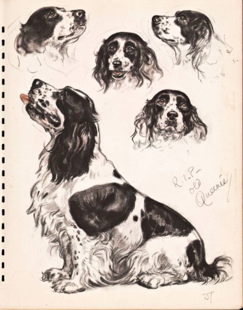 Springer Spaniel Drawing, Black And White Cocker Spaniel, Spaniel Drawing, Dog Breed Poster, White Cocker Spaniel, Dog Types, Spaniel Art, Dog Illustrations, Cocker Spaniel Puppies