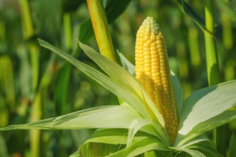 Yellow Crookneck Squash, Corn Grits, Growing Corn, Bean Varieties, Corn Field, Corn Stalks, Corn Seed, Garden Plots, Pole Beans