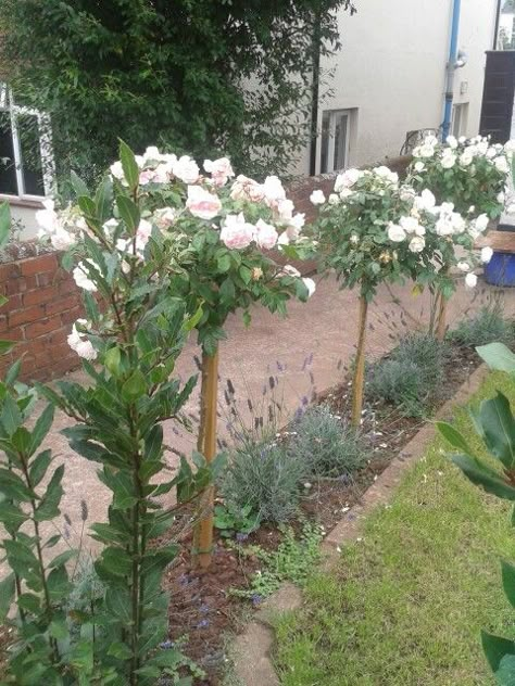 Standard roses and lavender Standard Roses Garden Design, Roses On Side Of House, Roses And Lavender Garden Front Yards, Standard Roses Front Garden, Rose Trees Front Yard, Roses And Lavender Garden, Rose And Lavender Garden, Veranda Garden, Roses And Lavender