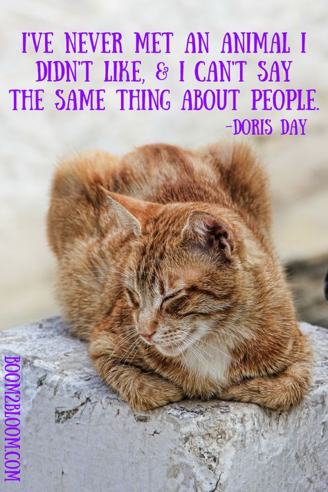 Cats Quotes, Cats Tumblr, Tattoo Animal, Doris Day, About People, Cat Quotes, Funny Sarcastic, Shirts Funny, Quotes Love