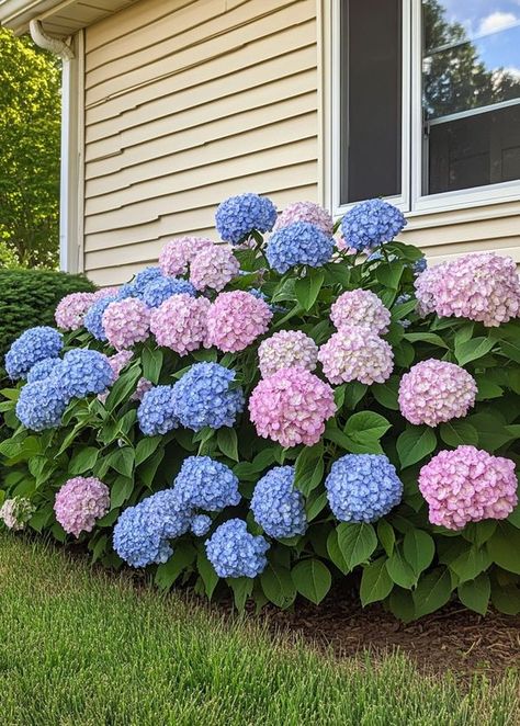 Pink Hydrangeas, Hydrangea Bush, Pink Hydrangea, How To Grow, Hydrangea, Garden Ideas, To Grow, Step By Step, Plants