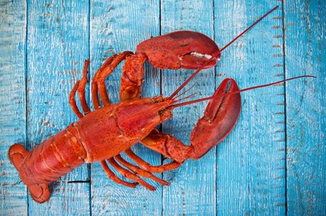 How to Store a Live Lobster | LEAFtv Giant Lobster, Live Lobster, Romantic Meals, Lobster Claws, Red Lobster, Animal Projects, Commercial Photographer, Sea Animals, Fox News