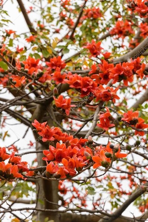 Palash tree is a divine tree, is used in yagnas. Palash represents god Brahma Palash Flower, Bombax Ceiba, Aesthetic Bg, Cotton Tree, Red And Black Wallpaper, Creative Wall Decor, Cool Fish, Best Photo Background, Swami Vivekananda