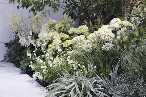 Garden Border Plants, Growing Hydrangeas, Garden Solutions, Real Homes, Gravel Garden, Border Plants, Ground Cover Plants, Garden Borders, White Gardens