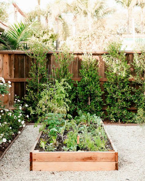 You don't need to be an expert gardener to successfully grow flowers, plants, and vegetables in your backyard, which is a good solution for those living in urban areas as well. #outdoordecor #patiodecor #homedecor #marthastewart Vegetable Garden Beds, Lots Of Plants, California Bungalow, Grow Flowers, Container Gardening Flowers, Winter Vegetables, Hardy Plants, Raised Bed, Green House