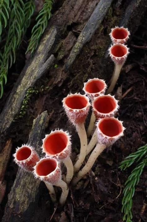 Cool Fungi, Weird Fungi, Unusual Mushrooms, Tree Stump With Mushrooms, Strange Mushrooms, Mushrooms Unique, Decay Aesthetic, Weird Mushrooms, Microscopic Creatures