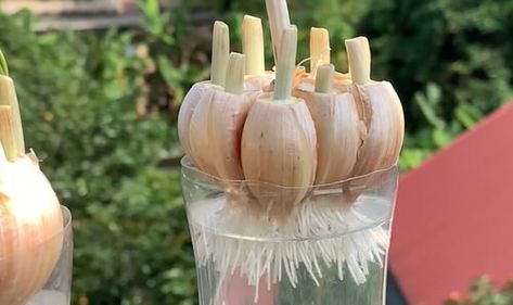 Regrow Garlic, Growing Garlic From Cloves, Grow Garlic Indoors, Garlic Garden, Hardneck Garlic, Harvesting Garlic, Planting Garlic, Garlic Benefits, Growing Garlic