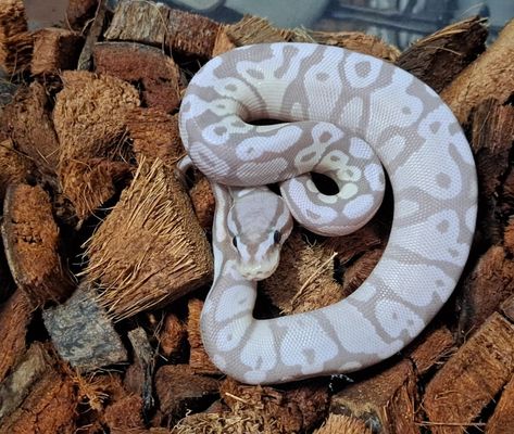 Pastel VPI Axanthic Banana Ball Python by Smyachi's Ratties N Royals - MorphMarket Ball Python Axanthic, Axanthic Ball Pythons, Banana Pastel Ball Python, Bearded Dragon Costumes, Pet Ball Python, Banana Ball Python, Python Royal, Royal Python, Clay Snake