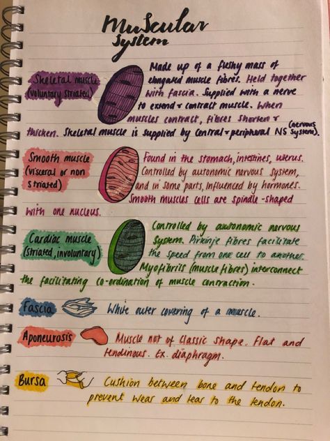 Description of each muscle type. Muscle Types, Doctor Notes, Muscle Origin And Insertion Chart, Veterinary Nursing, Type Anatomy, Human Skeletal System, Vet Tech Student, Muscle System, Surgical Tech