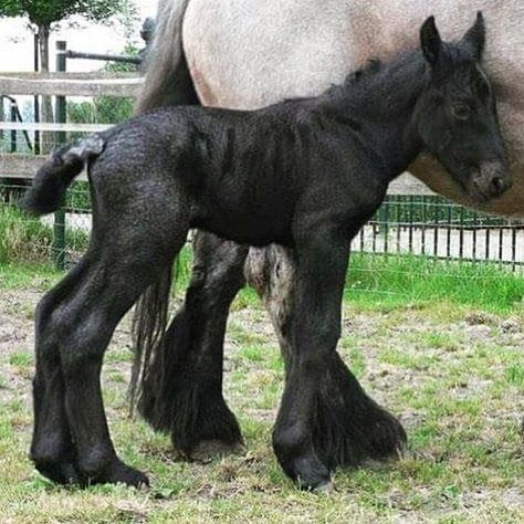 Brabant foal Breton Horse, Brabant Horse, Big Horses, Big Baby, Friesian Horse, Most Beautiful Animals, Majestic Horse, Draft Horses, Cute Horses