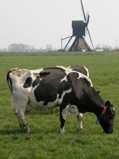 . Black And White Cows, White Cows, Dutch Farms, Holland Country, Hereford Cows, Cow Pasture, Dutch Women, Corrie Ten Boom, Holland Netherlands