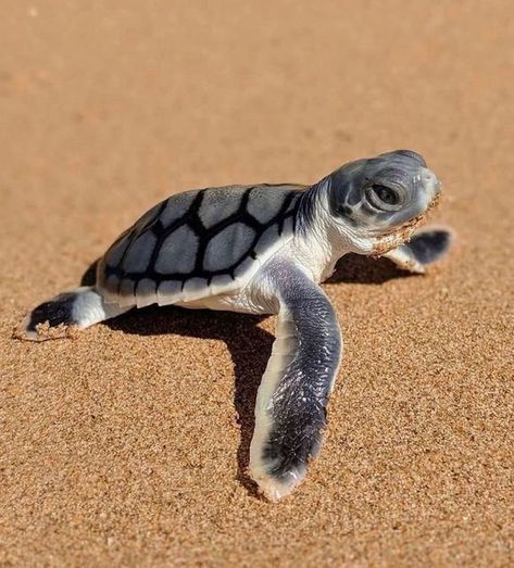 𝐓𝐡𝐞 𝐌𝐚𝐫𝐢𝐧𝐞 𝐄𝐧𝐜𝐲𝐜𝐥𝐨𝐩𝐞𝐝𝐢𝐚 on Instagram: "The flatback turtle is named for the relative flatness of its shell, one of the characteristics that distinguish it from the other sea turtles around the world. Most sea turtles migrate extremely long distances, travelling across entire ocean basins multiple times throughout their lives. The flatback turtle, however, has a much smaller range, is the only sea turtle that does not visit the Americas, and is restricted to the coastal water South African Birds, African Birds, Save The Sea Turtles, African Buffalo, Amazing Frog, African Penguin, Turtle Conservation, Baby Sea Turtles, Baby Sea Turtle