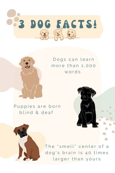 Dog puppy facts Dog Daycare Business, Fun Facts About Dogs, Dog Marketing, Training Puppy, Spoiled Dogs, Dog Behavior Problems, Puppy Biting, Dog Enrichment, Helpful Things