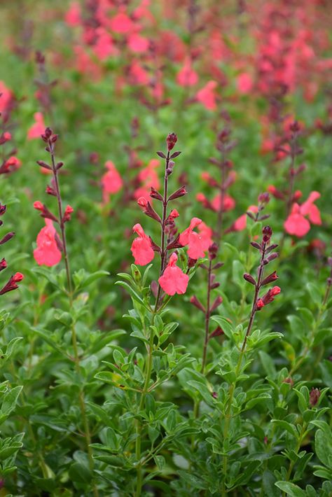 Australia Flowers, Salvia Greggii, Salvia Plants, Texas Sage, Autumn Sage, Landscape Nursery, Flower Growing, Low Water Gardening, Flower Varieties