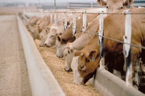 http://www.tradebanq.com/product.html?s=1&keyword=animal%20feeds Cattle Feed, Livestock Farming, Dairy Cattle, Factory Farming, Beef Cattle, Cattle Farming, Natural Antibiotics, Dairy Cows, Milling