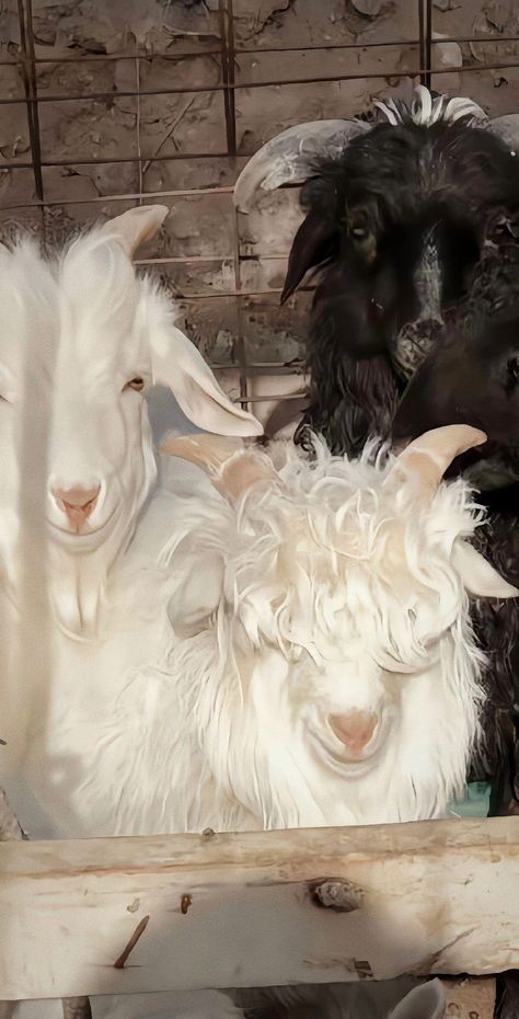 Electric Sheep, Cute Goats, Heaven Art, Cute Sheep, Pretty Animals, Creature Feature, Prehistoric Animals, Cute Creatures, Anime Poses