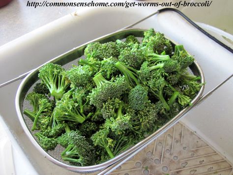 The Easiest Way to Get Worms Out of Broccoli - use this simple kitchen trick to get rid of unwelcome green beasties in your produce. Broccoli Vegetable, Kosher Kitchen, Homestead Kitchen, Cabbage Worms, Garden Bugs, Pickled Beets, Chicken Garden, Fresh Broccoli, Garden Help