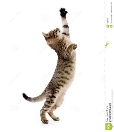 Cute Tabby Kitten Royalty Free Stock Photo - Image: 34253225 Cat Jumping, Jumping Cat, Cat Anatomy, Cat Reference, Tabby Kitten, Cat Stands, Drawing Faces, Cat Pose, Kittens Playing