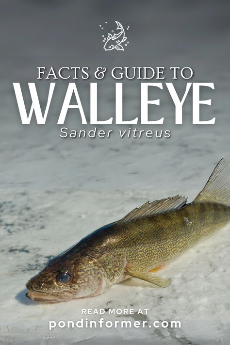 Embark on a journey into the world of fishing knowledge! Explore fascinating facts and a comprehensive guide to Walleye (Sander vitreus), the elusive and prized freshwater fish. From habitat preferences to angling tips, uncover the secrets to understanding and catching this revered species. Delve into the art of Walleye fishing with our insightful guide! #WalleyeFishing #FreshwaterFish #FishSpeciesGuide #Walleye #WalleyeGuide #FishGuide #FreshwaterFishGuide Fishing Knowledge, Walleye Rigs, Walleye Fishing Tips, River Fish, Aquatic Insects, Channel Catfish, Firefighter Humor, Different Fish, Fly Fishing Tips