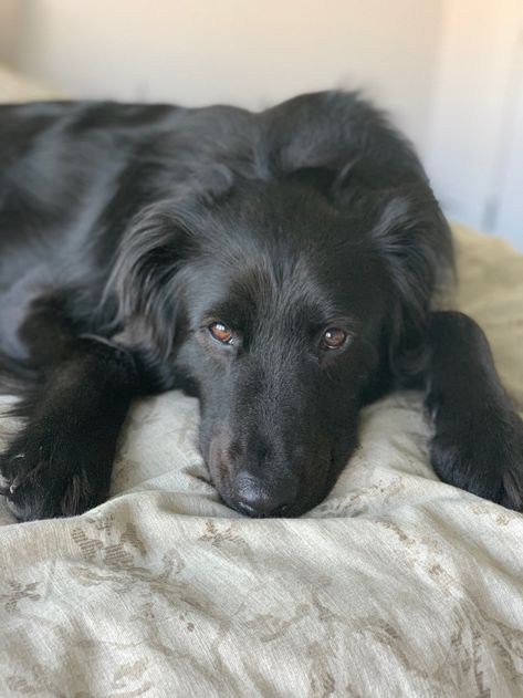 Black Retriever Dog, Black Retriever, Black Dogs, Black Retriever Aesthetic, Dog Black Aesthetic, Black Golden Retriever, Black Wolf Dog Puppy, Labrador Black Dog, Flat Coated Retriever Black