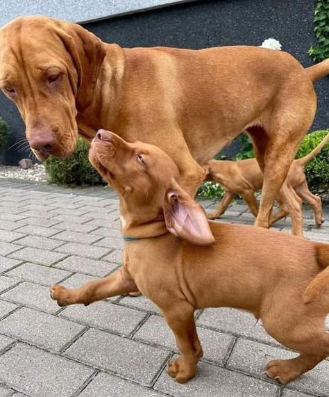 Vizsla Funny, Hungarian Vizsla, Vizsla Dogs, Cute Animals Puppies, Animal Advocacy, Vizsla Puppies, Weimaraner, Pet Life, Animals Friends