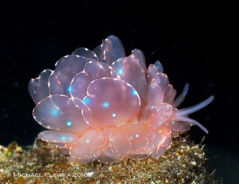 Sea Slugs, Deep Sea Creatures, Sea Snail, Beautiful Sea Creatures, Sea Slug, Slug, Water Plants, Sea Animals, Deep Sea