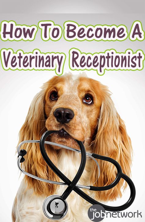 A veterinary receptionist’s job is pretty similar to most receptionist jobs. These administrative professionals may be responsible for being the face of the veterinary office, handling the daily traffic in and out of the practice. If you find yourself more drawn to animal patients than human patients, then becoming a veterinary receptionist could be a good option for your administrative career. Vet Receptionist Cheat Sheet, Vet Receptionist Tips, Veterinary Receptionist Humor, Veterinary Practice Management, Vet Receptionist, Veterinary Office, Medical Receptionist, Veterinary Receptionist, Receptionist Jobs