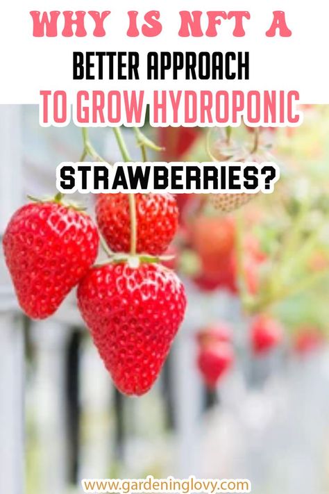 Hydroponic Strawberries Diy, Strawberry Hydroponics, Gardening Fruits, Hydroponic Strawberries, Hydroponic Herb Garden, Hydroponic Vegetables, Growing Green Beans, Cold Frame Gardening, Strawberry Varieties