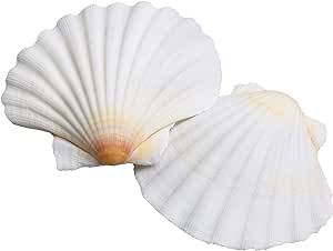 LUCKY BABY Scallop Shells White Natural Sea Shells for Crafts 16pcs 2.7-3.5 Inches Seashells for DIY Crafting Beach Wedding Home Decoration Baking Krylon Spray Paint, Sailboat Decor, Ocean Theme Party, Wedding Home Decoration, Under The Sea Theme, Marine Fish, Oyster Shells, Fish Tank Decorations, Tropical Theme