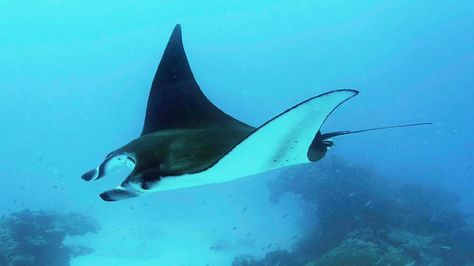 Much like the elephants of Africa, these very large, slow growing, animals are deserving of our protection. Giant Manta, Stingray Fish, Beautiful Sea Creatures, Water Animals, Manta Ray, The Writer, Game Reserve, Whale Shark, Foto Art