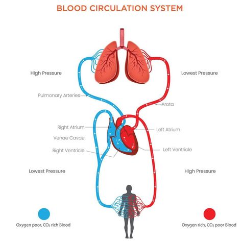 Understanding the Blood Circulation System Heart, Arteries, Veins, and Capillaries Blood Circulation System, Heart Arteries, Arteries And Veins, Heart Tree, Logo Banners, Cityscape Photos, Heart With Arrow, Background Banner, Blood Circulation