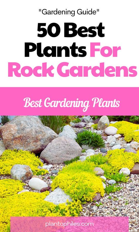 50 Best Plants For Rock Gardens Sedum Rock Garden Ideas, Plants That Grow In Rock Beds, Layered Rock Garden, Rock Garden Plants Perennials, Full Sun Rock Garden Plants, Rock Gardens With Plants, Rockery Flowers, Diy Rock Garden, Rock Flower Beds