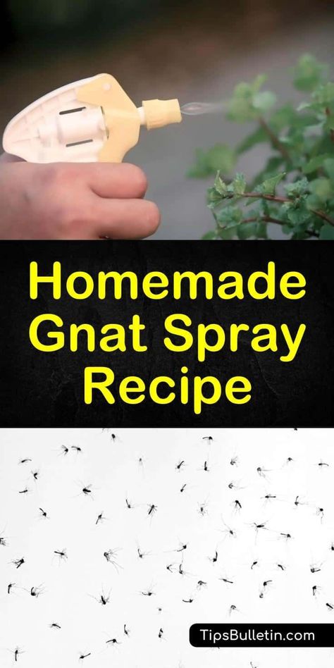 Getting Rid Of Nats, Gnat Spray, Gnats In House Plants, How To Get Rid Of Gnats, Bug Spray Recipe, Gnat Traps, Dark Rooms, Plant Bugs, Insect Spray