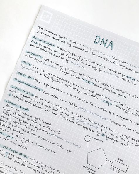 No photo description available. Dna Notes Aesthetic, Dna Notes, Apush Notes, Handwriting Inspo, Productivity Inspiration, Study Aesthetics, Biology Classroom, Notes Aesthetic, Study Mode