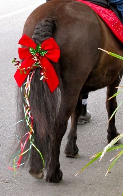 Christmas 4U Horse Fancy Dress, Horse Braiding, Solar Christmas Lights, Horse Mane, Horse Costumes, Christmas Horses, Christmas Tale, Mini Horse, Christmas Parade