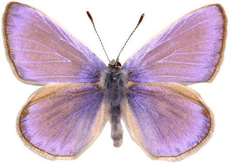 Purple Aesthetic, A Butterfly, A White Background, Pretty Pictures, Collage Art, Moth, On Tumblr, Cute Art, Bugs