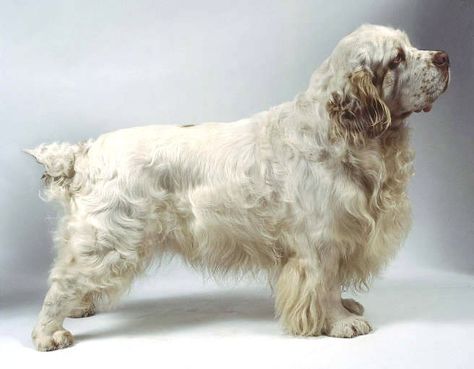 30 Best Hunting Dogs for All Types of Game - Top Dog Tips Clumber Spaniel Puppy, Hunting Dogs Breeds, Every Dog Breed, Clumber Spaniel, Spaniel Puppies, Bird Dogs, Water Dog, Dogs For Sale, Puppy Care