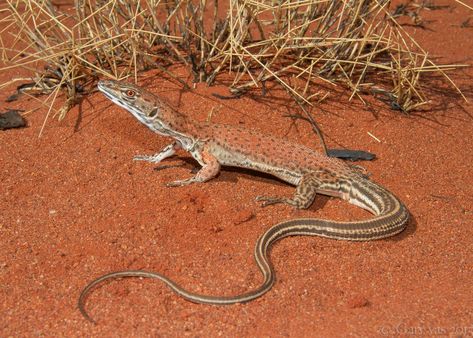 Rusty Desert Monitor Lizard (Varanus eremius) Desert Lizards, Desert Tortoise, Monitor Lizard, Dragon Series, Reptile Snakes, Baby Dinosaurs, Alien Creatures, Animal Behavior, Crocodiles