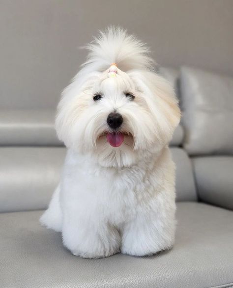 Coton De Tulear Dogs, Fluffy Puff, Goofy Dog, Coton De Tulear, Silly Animals, White Dogs, Maltese, Puppy Love, Cute Pictures