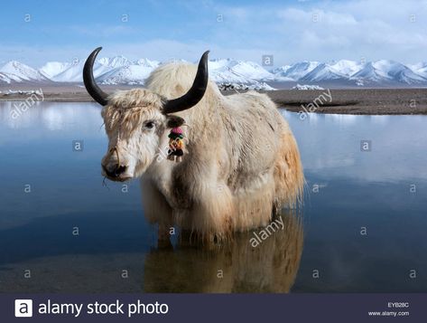 Chilly paddle. White yak in Lake Namtso Tibet Tribe Art, National Geographic Photo Contest, Daily Dozen, Wild Photography, Animal References, National Geographic Photos, June 19, Sweet Animals, Nature Animals