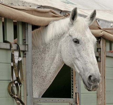 Flea-Bitten Gray I |by Anne P Fleabitten Grey Horse, Fleabitten Horse, Horse Coat Colors, Bay Horse, Horse Dressage, Horse Aesthetic, Grey Horse, Horses For Sale, Equestrian Life