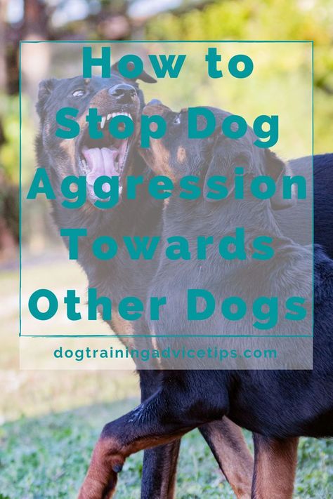 Dog Training Aggression, Dog Aggression, Better Relationship, Dog Training Advice, Train Your Dog, Aggressive Dog, Guide Dog, Dog Care Tips, Dog Obedience