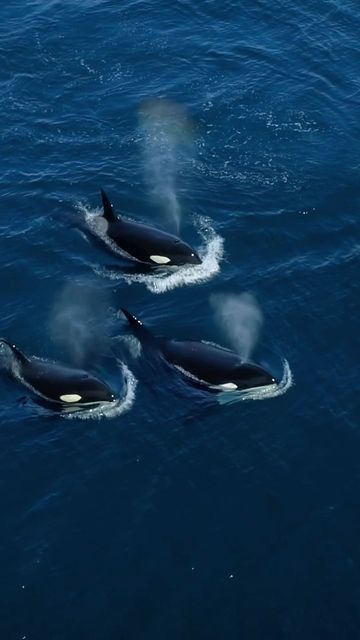 𝘼𝘿𝘼𝙈 𝙀𝙍𝙉𝙎𝙏𝙀𝙍 on Instagram: "Members of the CA122 pod of killer whales floating past your phone screen ☁️ This elusive pod has only been seen in Santa Barbara waters the past few years. We were lucky enough to have encountered them twice in 2021 and once so far in 2022 — Their demeanor is bold. We’ve seen them harassing adult humpback whales and slaying common dolphins. We’ve had them completely ghost us in the most pristine conditions imaginable, leaving us to dwell in our own confusi Orca Wallpaper Aesthetic, Aesthetic Whales, Killer Whale Wallpaper, Orca Aesthetic, Orca Art, Common Dolphin, Sea Life Decor, Sea Life Animals, Beautiful Sea Creatures