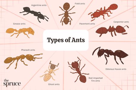 9 Types of Ants (And How to Get Rid of Them)