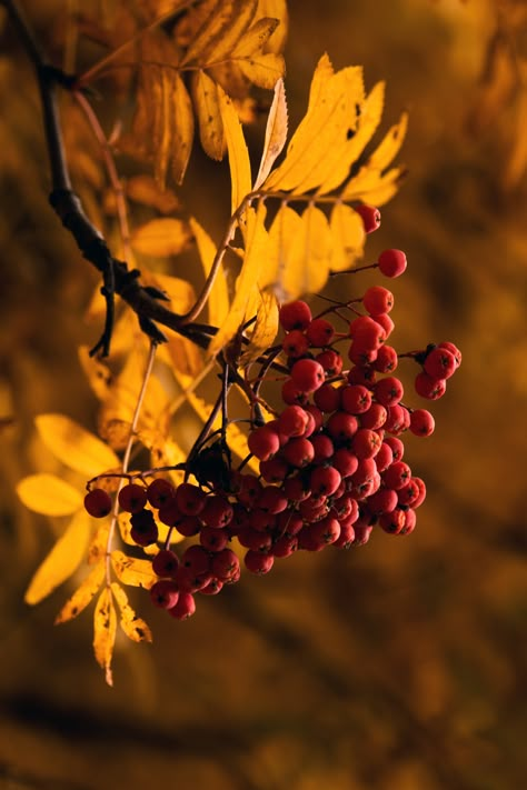 Autumn Gold | Alexander Bocharov | Flickr Autumn Tale, Collage Quilting, Rowan Tree, Autumn Scenes, Autumn Nature, Thread Painting, Autumn Beauty, Fall Pictures, Autumn Halloween