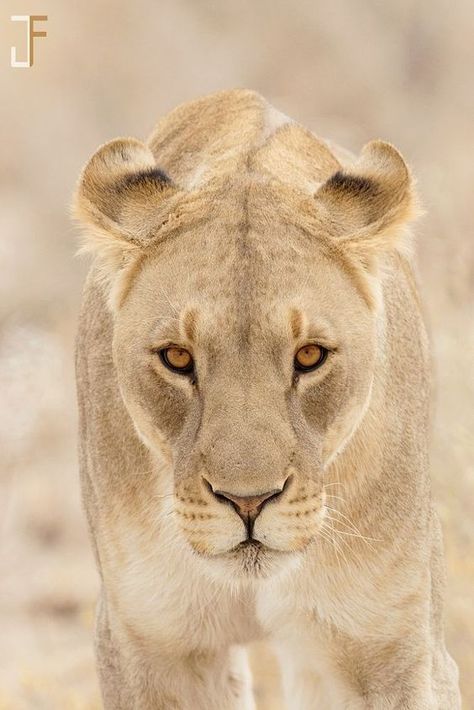 No Looking Back, Female Lion, Lion Photography, Cat Anatomy, Lions Photos, Lion Love, Paws And Claws, Animal Heads, Wildlife Animals