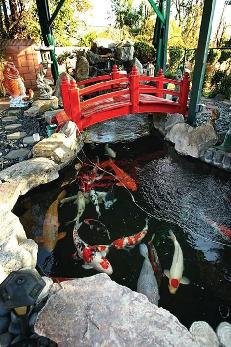 Koi Pond In Backyard, Koi Pond House Entrance, Koi Carp Pond, Japanese Koi Pond, Pond Design Ideas, Pond Bridge, Pond Koi, Koi Pond Design, Fish Pool